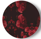 Bliss Blossom China Plates
