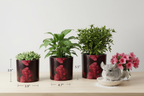 Bliss Blossom Plant Pot All Three Sizes with Plants Chinchilla Dust Bath Azaleas Studio Mockup