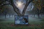 Moon Owl Canvas - Realistic Night Orchard