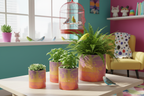 Neon Shade Plant Pots with budgies in dopamine decor apartment