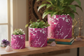 Pink Leaf Plant Pot all 3 sizes styled plants crystals books wood table mockup