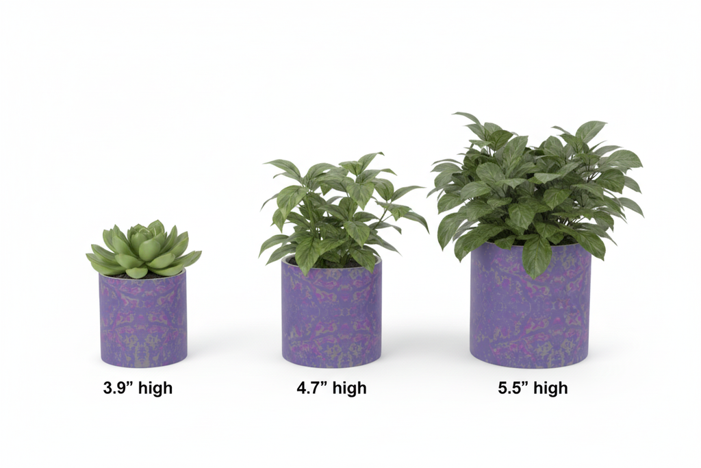Purple Leaf Plant Pot Size Comparison with Heights