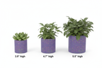 Purple Leaf Plant Pot Size Comparison with Heights